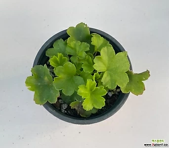 Geranium/Pelargonium  1