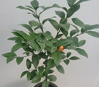 실내공기정화식물 레몬나무 중대품 과실수 60-80cm 249 1