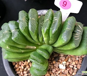 green玉扇9 9 1