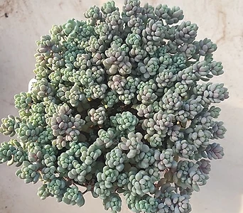 Pachyphytum oviferum 58 1