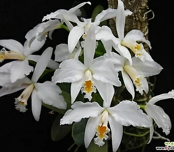 카틀레야원종.Laelia jongheana alba.아주좋은향.예쁜 흰색.백색.꽃모양특이함.꽃모양큰편..꽃모양시원시원한형.아주좋은향.고급종.상태굿.귀한품종. 1