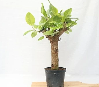 Ficus benghalensis  1