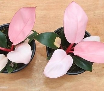 핑크콩고 콩고키우기 필로덴드론 화이트 핑크 실내공기정화식물 플랜테리어  키우기쉬운식물 식물키우기 수입식물 1