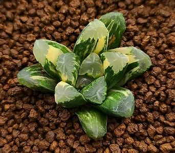 하월시아 만상교배금 (Haworthia maughanii hybrid variegated) 1