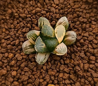 하월시아 그린에메랄드 옵투사금 (Haworthia obtusa 'GREEN EMERALD' variegated) 1