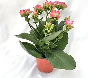 카랑코에노블 칼란디바 칼란코에노블 공기정화식물 키우기쉬운식물 핑크꽃 서비내 서비야드 1
