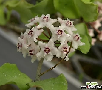 호야 칸야쿠마리아나 (kanyakumariana) 소품(꽃대없음) 희귀호야 키우기쉬운식물 1