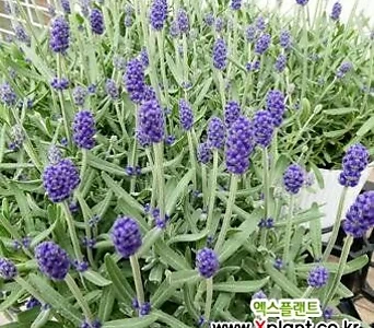 잉글리쉬 라벤더 English Lavender 소형 허브 월동식물 생화 화분 화초 여름꽃 보라색꽃 서비내 1