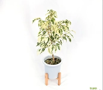 스타라이트 벤자민 Ficus Benjamina 'variegata' 무늬 칼라 중품 플렌테리어 공기정화 관엽식물 서비내 1