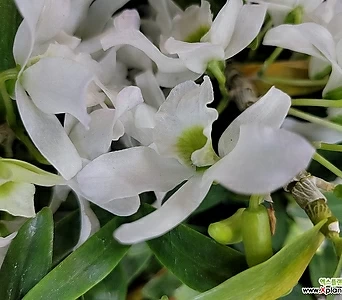 러브포켓 덴드로비움 석곡 흰색꽃 향기나는꽃 엑스플랜트 엑플 1