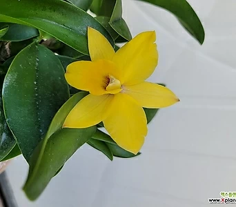 카틀레야 카틀레아 카나리 까나리 노란색꽃 특이난 엑스플랜트 엑플 1