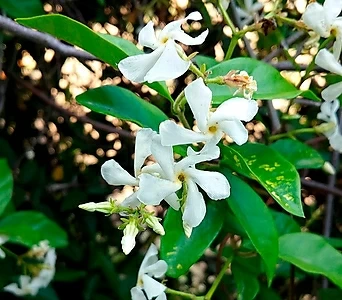 마삭줄 3치 포트묘 20개 백화등 흰색 봄 꽃 나무 들꽃 야생화 조경용 넝쿨꽃 식물 1