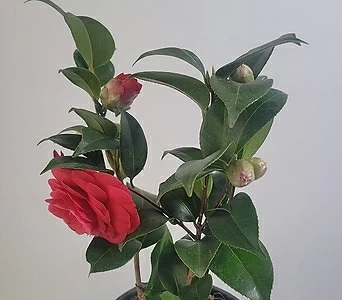 블랙로즈동백나무 겨울꽃 중형 빨간꽃 야생화 40-60cm 99 1