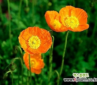 [모야모 꽃씨] 숙근양귀비 Welsh Poppy 주황색 30립 1
