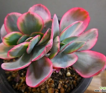 Echeveria Julia金缀化12/31-1211 12/31-1211 多肉植物 錦 - Xplant