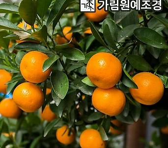 귤나무 7치화분 한라봉 레드향 황금향 감귤 금귤 레몬 결실주 유실수 가림원예조경 1