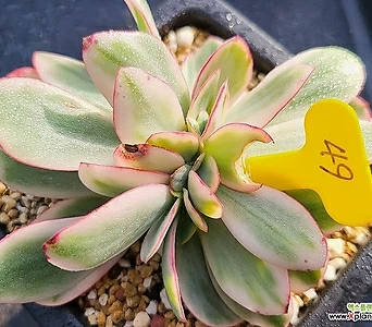 Echeveria Julia金缀化多肉錦- xplant