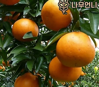 귤나무 7치화분 한라봉 레드향 황금향 감귤 금귤 레몬 결실주 유실수 나무언니 1