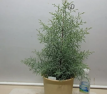 블루아이스0108-2-공기정화식물인기품-동일품배송 1