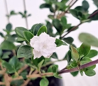 겹단정화 (흰꽃) 1