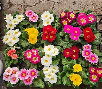 쥬리안 1박스20개 한정기간판매인기꽃식물 1
