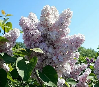 리서스원예 라일락 라일락나무 미첼부챠 조경수 꽃나무 묘목 접목1년 특묘 1