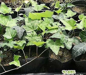 서경농원 아이비 덩굴식물 야생화 홈가드닝 화분용 3치 포트묘 20개 1