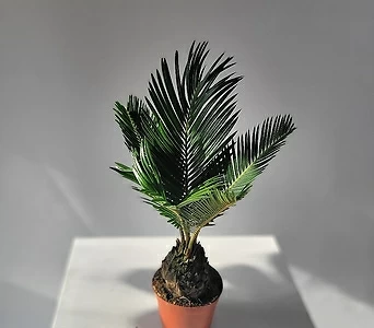 실내공기정화식물 뿌리깊은 소철나무 목대형성 30-50cm 159 1