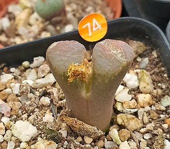 Conophytum ophthalmophyllum 74 1