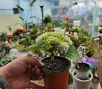 수국 외목대 신종 인기꽃식물 한정판매 1