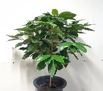 공기정화식물로 좋은 아라비카 커피나무 1