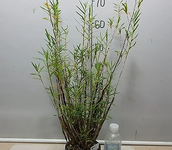 대나무석곡0121-1-자연산증식-대주-곧 꽃피어요-동일상품배송 1