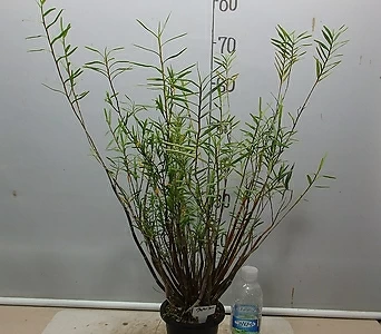 대나무석곡0121-2-자연산증식-대주-곧 꽃피어요-동일상품배송 1