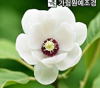 함박꽃나무 함박꽃 묘목 포트 정원수 가림원예조경 1