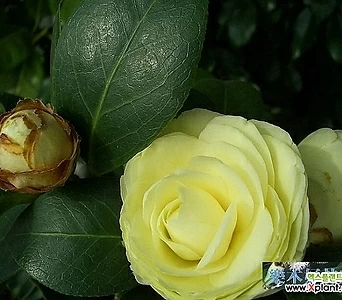 Camellia japonica  1