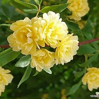 Rosa multiflora 0123-3-- 1