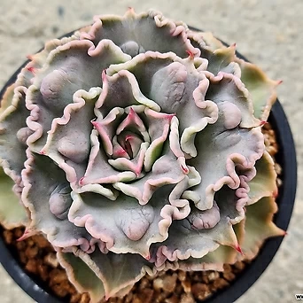 Echeveria Madiba 1