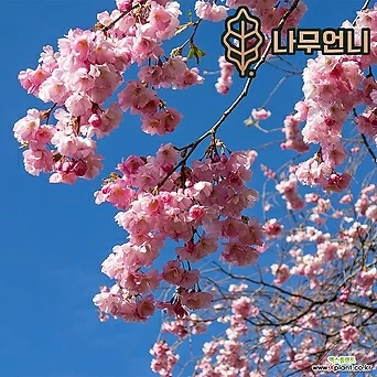 벚나무 벚꽃나무 겹벚나무 왕벚나무 나무언니 1