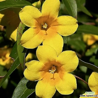 개나리자스민 (소품) 풍성한 잎과 노랑빛의 꽃들이 사랑스러운 1