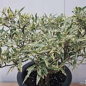 Gardenia jasminoides - 1