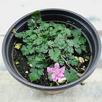 미니풍로초 분홍겹꽃 1