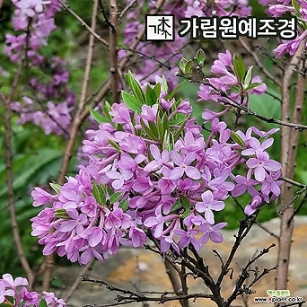 팥꽃나무 팥꽃 묘목 개화주 정원수 가림원예조경 1