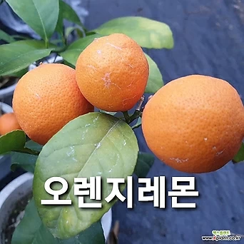 오렌지레몬 1