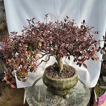 Trachelospermum asiaticum Tricolor  1
