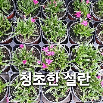 설란/핑크 구근식물 1