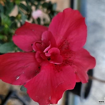 아잘레아 아젤리아 선녀꽃 유럽철쭉 서양철쭉 연산홍 블레이즈 엑스플랜트 엑플 1