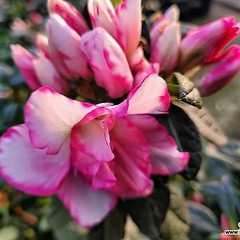 Rhododendron indicum  1