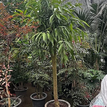 알리 고무나무 초대형 2.5M 1