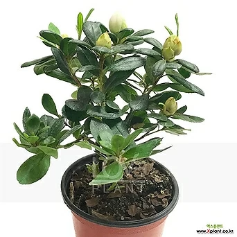 청양 철쭉꽃 아잘레아 아젤리아 서양 철쭉 화분 흰색 꽃 야생화 공기정화식물 1