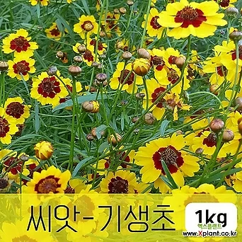 [조이가든]기생초(춘차국) - 씨앗 1KG 기생꽃 종자 1